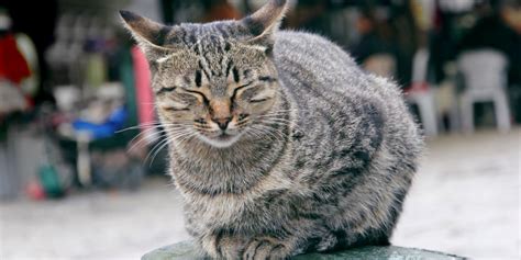 Why Do Cats Blink Cat Behaviorist Solutions