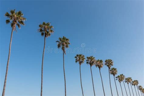 Washingtonia Robusta Palm Tree Stock Photo - Image of france, spain ...