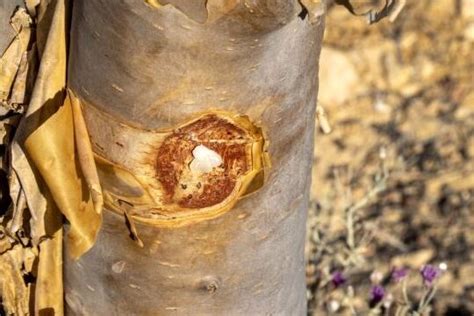 Poder Curativo De Plectranthus Coleoides Descubre Sus Propiedades