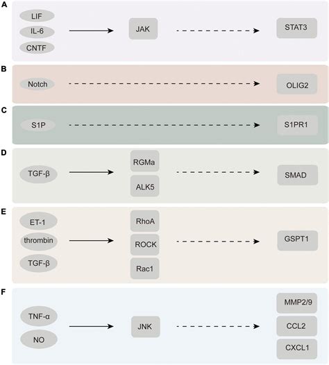 Frontiers The Role Of Astrocytes In Neuropathic Pain