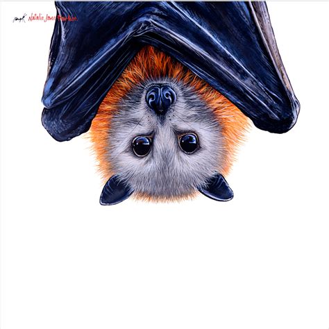 Grey Headed Flying Fox Australian Wildlife Portrait