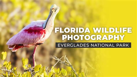 Florida Wildlife Photography - Florida Landscape Photography by Satesh ...