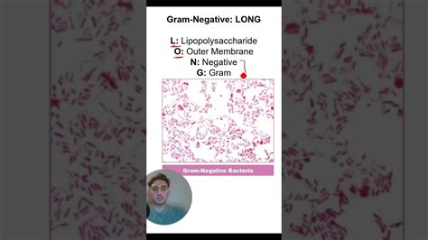 Enterobacter Aerogenes Gram Stain