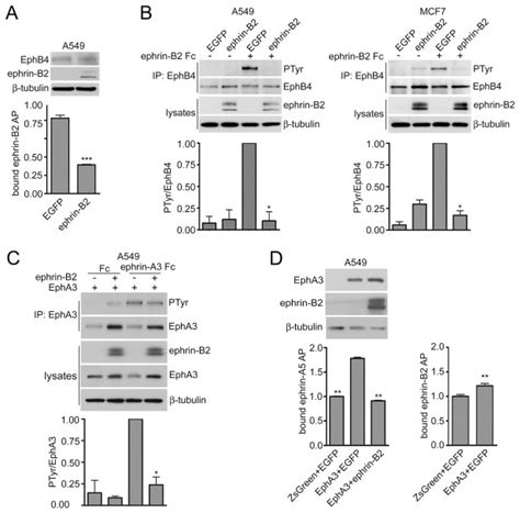 A The Histogram Shows The Binding Of Ephrin B2 AP To A549 Cells