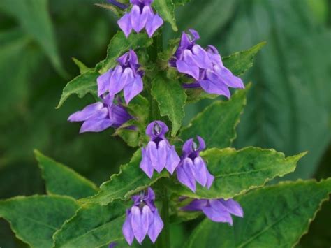 Lobelia Is An Astonishingly Diverse Genus - Here Are 14 Hand-Picked ...