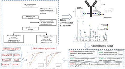 Frontiers Identification And Validation Of Igg N Glycosylation