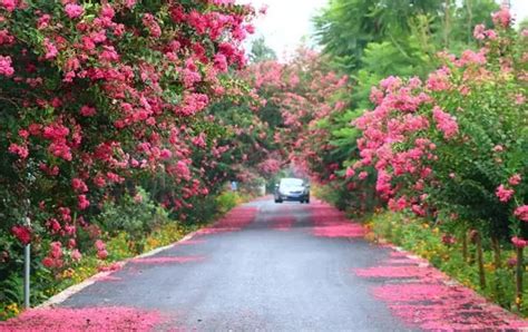 花木之乡八花木花木大山谷图库