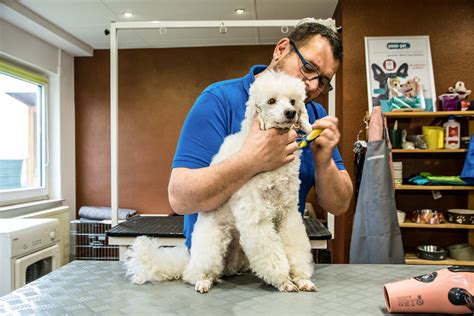 Hundesalon Fuer Hund Und Katz De