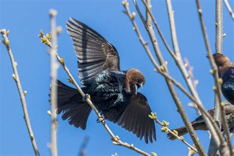 What Bird Sounds Like A Whistle Blowing Bird Watching Pro