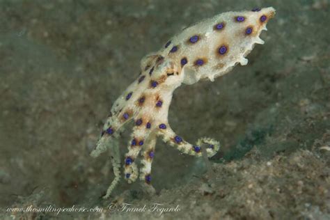 Greater Blue Ringed Octopus Habitat