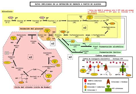 Ppt Ciclo Del Citrato Ciclo De Krebs Dokumen Tips