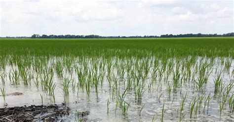 Flood Destroys Over Hectares Of Rice Farms In Jigawa Rifan