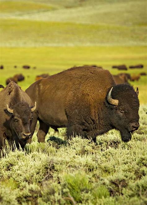 Great Range Bison