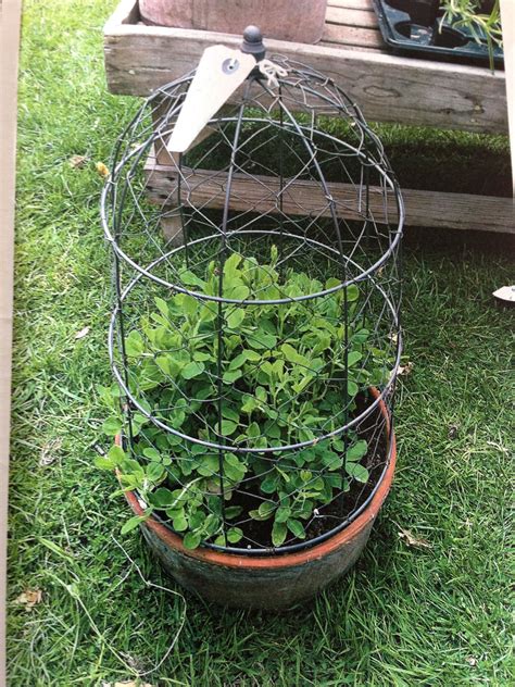 Sweet Pea Frame At Cottesbrook Fair Trough Planters Sweet Pea Planters