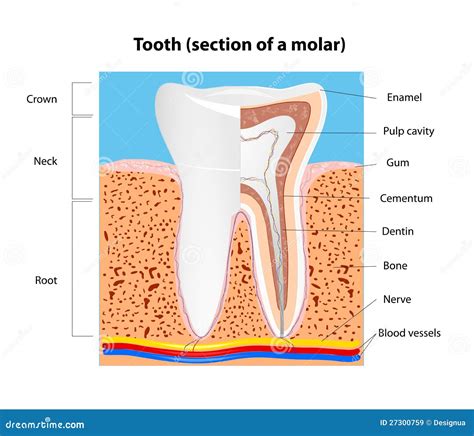 Human Tooth Structure Vector Stock Vector Illustration Of Bone