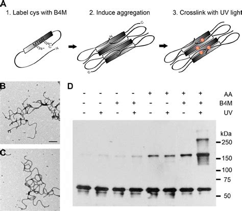 Cross Linking Tau Aggregates With B M Cross Linkers A Photochemical