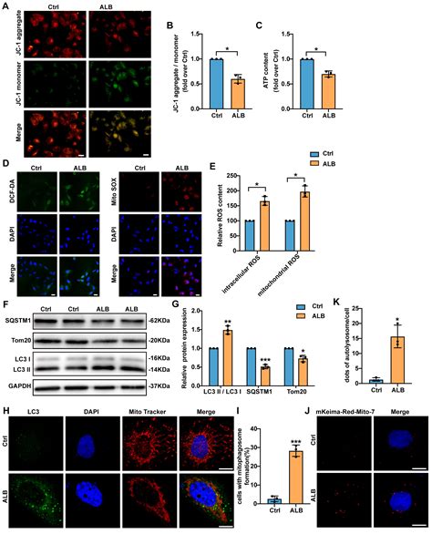 PINK1 Parkin Mediated Mitophagy Plays A Protective Role In Albumin