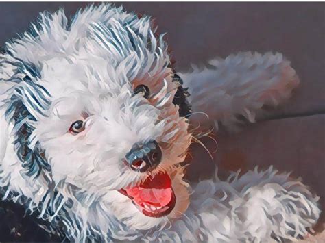 Sheepadoodle 101 Guide To The Fluffiest Poodle Mix