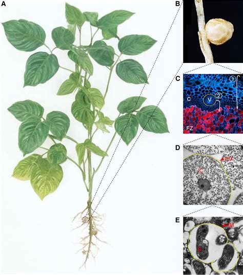 Metal Nutrition And Transport In The Process Of Symbiotic Nitrogen