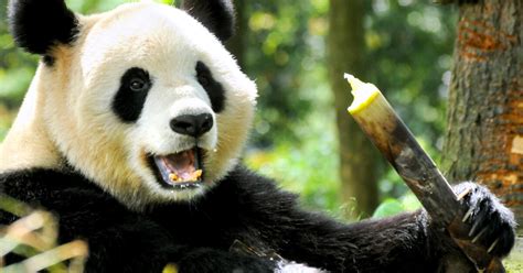 The Unexpected Twist: Defiant Pandas and Their OnlyFans Future - 61u2oxv