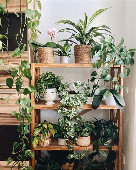 10 Plantas Pequenas Para Jardim Blog Decordiario