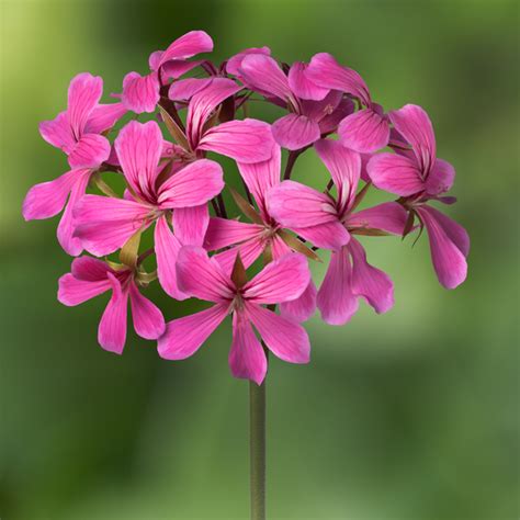 Pelargonia Zwisaj Ca Liliowa W Du Ej Donicy Ample Kr Tszy Zwis