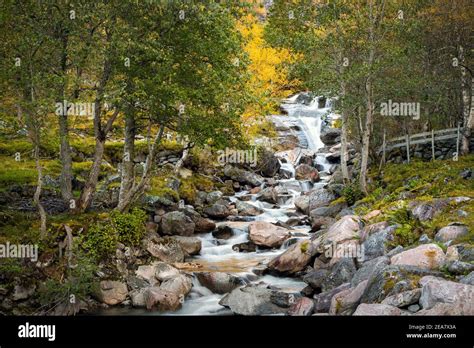 Mountain River And Waterfalls In Autumnal Colors Trollheimen National