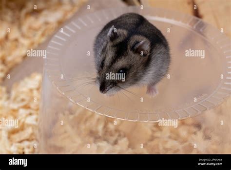 Campbells Dwarf Hamsters Hi Res Stock Photography And Images Alamy