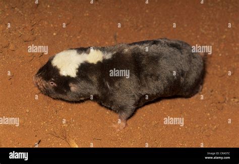 Damaraland Mole Rat or Damaraland blesmol (Cryptomys damerensis), Northern Cape, South Africa ...