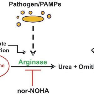 (PDF) Modulation of the Arginase Pathway in the Context of Microbial ...