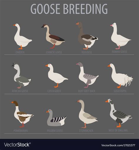 Poultry farming goose breeds icon set flat design Vector Image