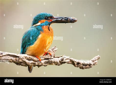 Colorful Male Common Kingfisher Alcedo Atthis Holding Prey In Beak On