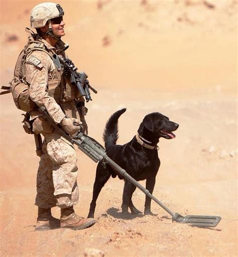 Bomb Partners Military Working Dogs War Dogs Military Dogs