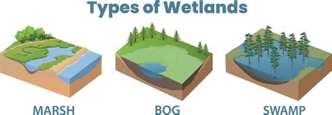 Types Of Wetlands Diagram Illustration 27010886 Vector Art At Vecteezy