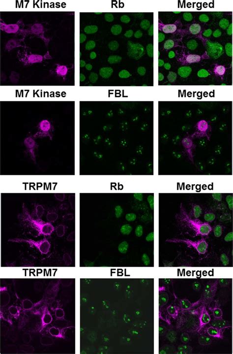 Co Localization Of Nuclear And Nucleolar Protein With Heterologously