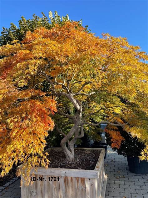 Acer Palmatum Dissectum Viridis Artofit