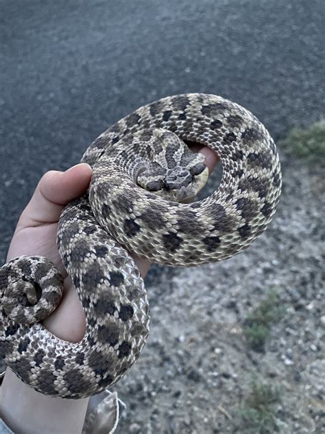 Mexican Hognose Snake In July By Oonagh Inaturalist