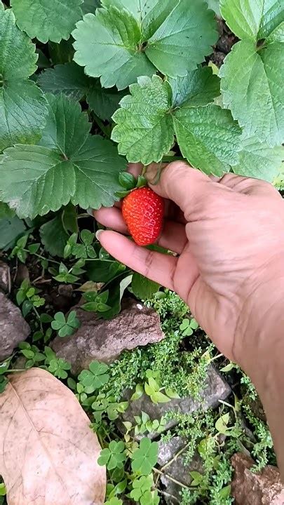 Berry Strawberry 🍓🍓🍓 Shorts Ytshorts Viral Garden Strawberry