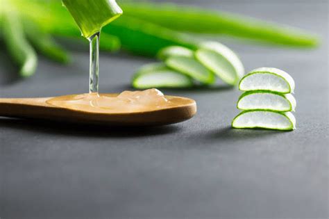 Storing Aloe Vera Gel Effectively Lets Harvest It Step By Step