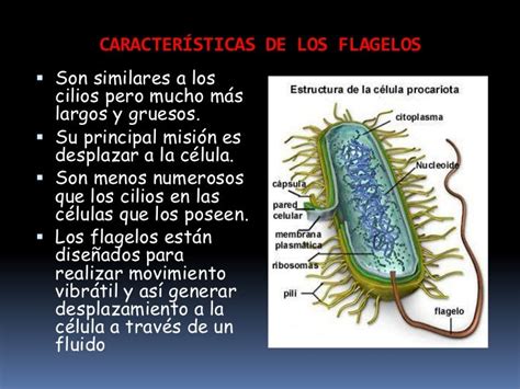 Flagelos Y Cilios