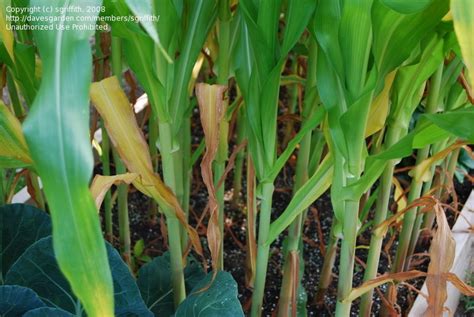 Beginner Gardening Leaf Yellowing Zucchini Cucumber Corn Beans 1 By Sgriffith