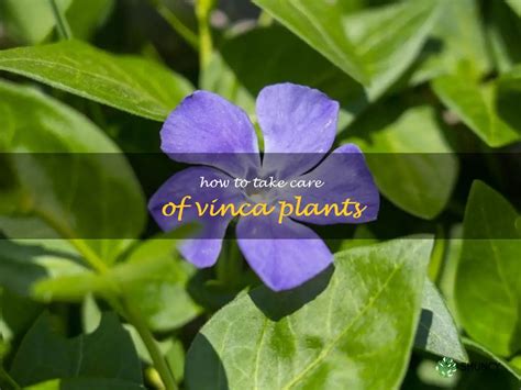 Caring For Vinca Plants A Step By Step Guide Shuncy