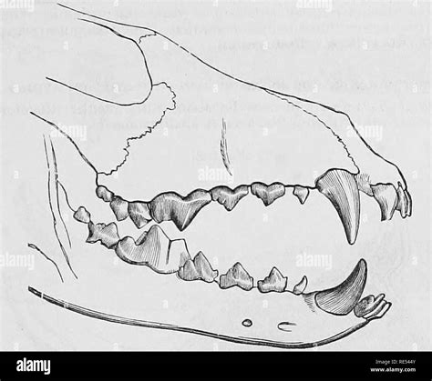 recibir Acusador defensa dientes perro anatomia papa uvas Seguro