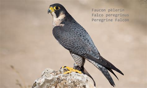 Faucon pèlerin Falco peregrinus Peregrine Falcon