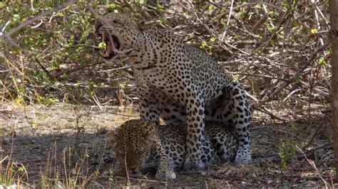 Mating Leopards In South Luangwa National Park Zambia Youtube