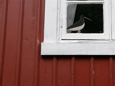 premium photo   bird