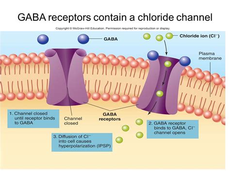 What Does The Neurotransmitter Gaba Do Physiology Gaba Statpearls Ncbi Bookshelf