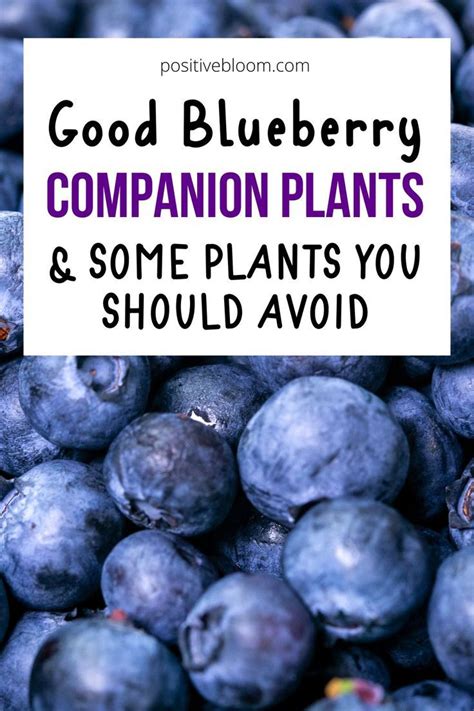 Good Blueberry Companion Plants Some Plants You Should Avoid