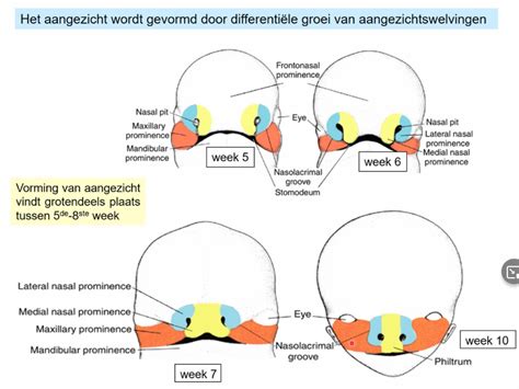 Memoraid Test Ba A Week Embryogenese Differentiele Groei