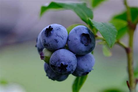 Top 15 Steps To Boost Blueberry Yield How To Increase Production Size And Quality